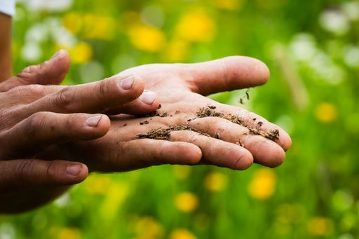 Vorschau Bild von Bei den Blühwiesen kommt stets Saatgut mit regionalen
Pflanzenarten zum Einsatz, um eine ideale Basis zu schaffen - auf
der BestDrive Fläche sind es unter anderem die Königskerze, die
Sonnenblume, die wilde Möhre und die Ringelblume. / Weiterer Text
über ots und https://www.ots.at/pressemappe/DE164801 / Die
Verwendung dieses Bildes für redaktionelle Zwecke ist unter
Beachtung aller mitgeteilten Nutzungsbedingungen zulässig und dann
auch honorarfrei. Veröffentlichung ausschließlich mit
Bildrechte-Hinweis.