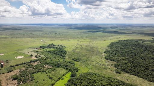 Microsoft and Co. are again increasing investments in reforestation projects