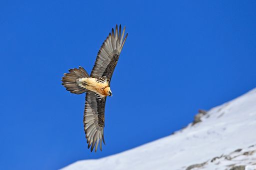 Vorschau Bild von Bartgeier verbringen auch den Winter in den Alpen.