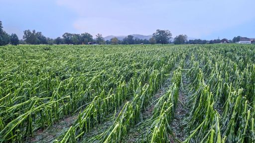 Vorschau Bild von Hagelschaden beim Mais