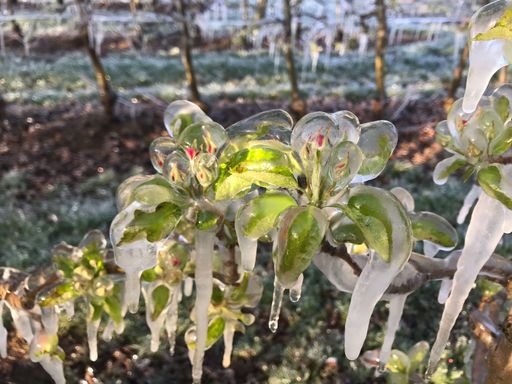 Vorschau Bild von Frostberegnung Obstblüte