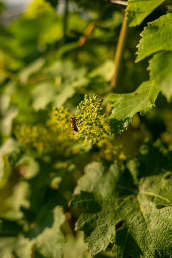 Vorschau Bild von junge Blüte im Weingarten im Frühjahr