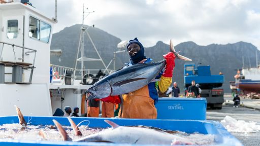 Südafrikanische Angelruten-Fischerei auf Weißen Thunfisch im MSC
Improvement Program: bessere Kontrollen, weniger Beifang. / Weiterer
Text über ots und www.presseportal.de/nr/102624 / Die Verwendung
dieses Bildes für redaktionelle Zwecke ist unter Beachtung aller
mitgeteilten Nutzungsbedingungen zulässig und dann auch honorarfrei.
Veröffentlichung ausschließlich mit Bildrechte-Hinweis.