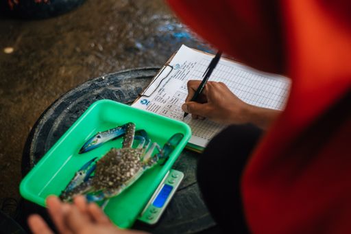 Vorschau Bild von Indonesische Fischerei auf Blaue Schwimmkrabbe im MSC Improvement
Program: Kein Fang von Jungkrabben, um die Bestandsgröße nicht zu
gefährden. / Weiterer Text über ots und
www.presseportal.de/nr/102624 / Die Verwendung dieses Bildes für
redaktionelle Zwecke ist unter Beachtung aller mitgeteilten
Nutzungsbedingungen zulässig und dann auch honorarfrei.
Veröffentlichung ausschließlich mit Bildrechte-Hinweis.