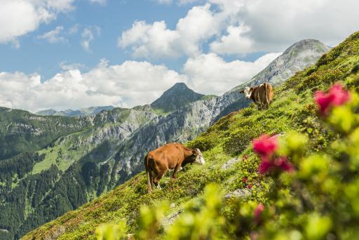 Vorschau Bild von Kühe auf der Alm