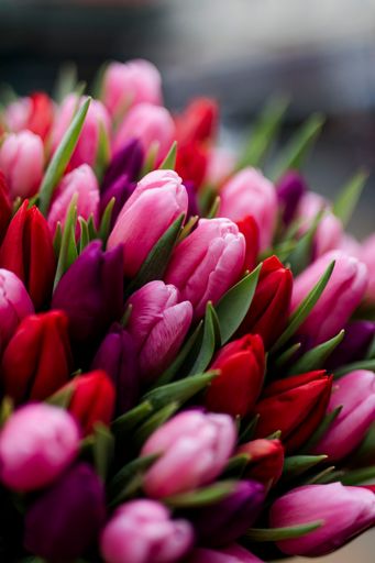  Ein Strauß bunter Tulpen ist etwas Besonderes zum Valentinstag