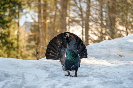  Auerhuhn