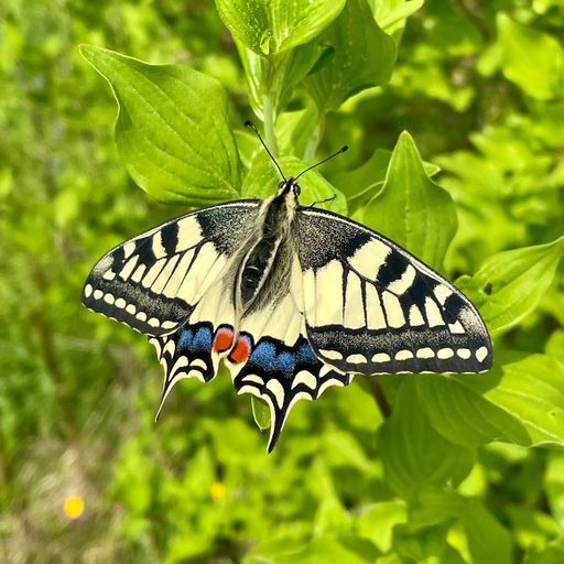 Vorschau Bild von Zur Auswahl steht unter anderem der Schwalbenschwanz.