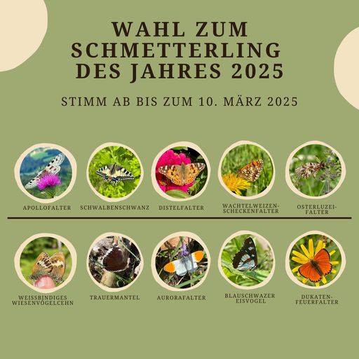 Austria is looking for the butterfly of 2025