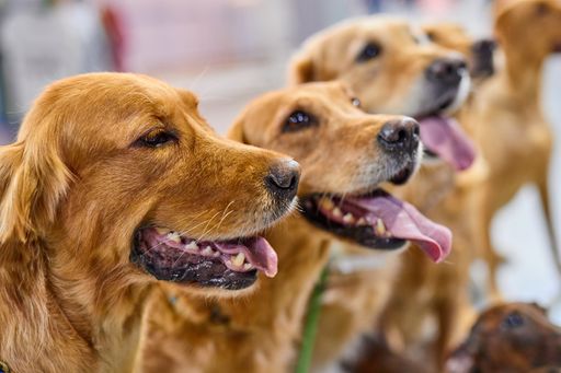  Die Haustiermesse bietet eine Vielzahl von Angeboten für jeden
Hundefreund