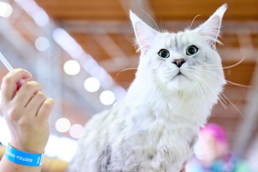 Vorschau Bild von Für Katzenfreunde gibts es eine Katzenausstellung, einen eigenen
Katzen Vortragraum und ein buntes Kaufangebot,