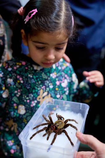 Vorschau Bild von Bei der EXOTICA Wirbellosenbörse gibt es Spinnen Insekten & Co