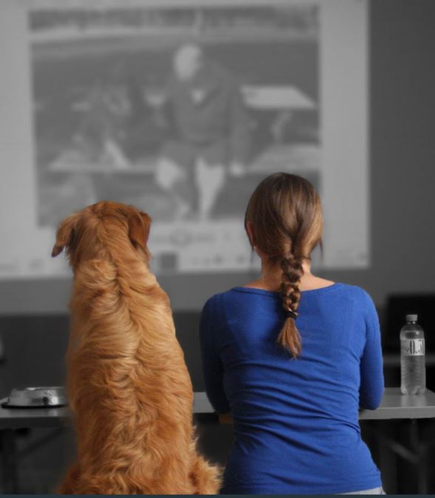 Training as a holistic dog behavior trainer