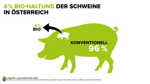 Rund vier Prozent der Schweine in Österreich werden biologisch
gehalten.