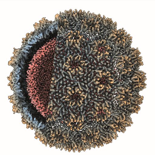  Kapsidstruktur des Copia-Retrotransposons. © Sven Klumpe