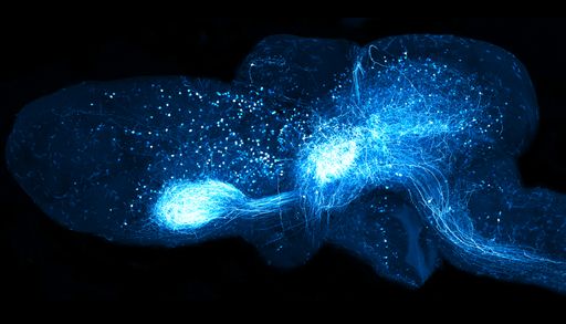 Durch virale Genübertragung können neuronale Verbindungen im
Axolotl-Gehirn fluoreszierend markiert werden.