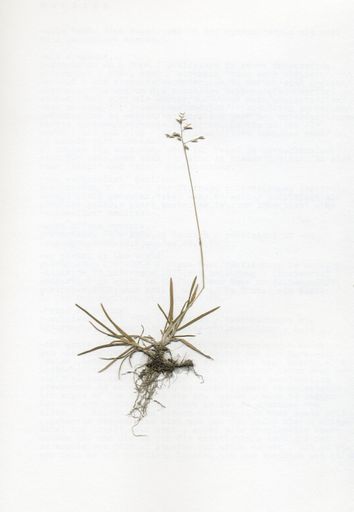herman de vries – all this