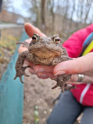 Erdkröte am Amphibienschutzzaun Hanslteich, der durch den VGT
betreut wird