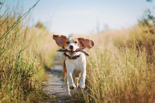  GPS-Tracker wie von Weenect orten nicht nur. Sie unterstützen
auch dabei, die Aktivität von Hunden und Katzen besser
nachzuvollziehen. // Weiterer Text über ots und
www.presseportal.de/nr/169617 / Die Verwendung dieses Bildes für
redaktionelle Zwecke ist unter Beachtung aller mitgeteilten
Nutzungsbedingungen zulässig und dann auch honorarfrei.
Veröffentlichung ausschließlich mit Bildrechte-Hinweis.