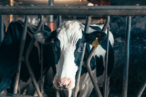 Vorschau Bild von Eine von 65 Milchkühen des Kuretzhof. // Weiterer Text über ots
und www.presseportal.de/nr/177283 / Die Verwendung dieses Bildes für
redaktionelle Zwecke ist unter Beachtung aller mitgeteilten
Nutzungsbedingungen zulässig und dann auch honorarfrei.
Veröffentlichung ausschließlich mit Bildrechte-Hinweis.