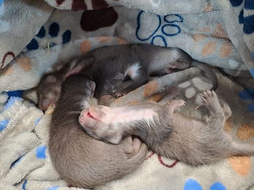 Hilflose Marderbabys