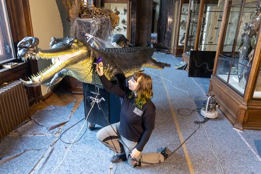  Vorbereitungsarbeiten anlässlich der Neugestaltung der
Herpetologischen Schausäle, Gaviale