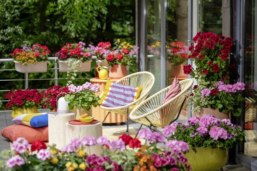  Der Sommer-Klassiker mit Charme: Es ist Pelargonien-Zeit