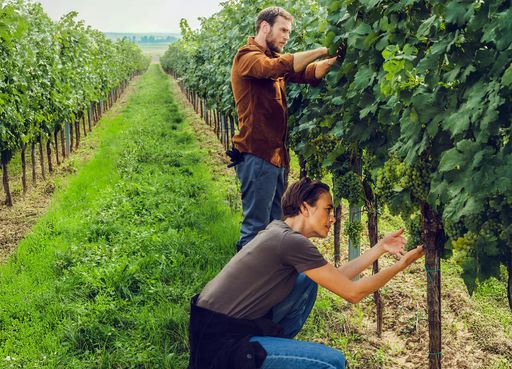  Kwizda Agro unterstützt Winzerinnen und Winzer mit zwei neuen
biologischen Pflanzenschutzmitteln