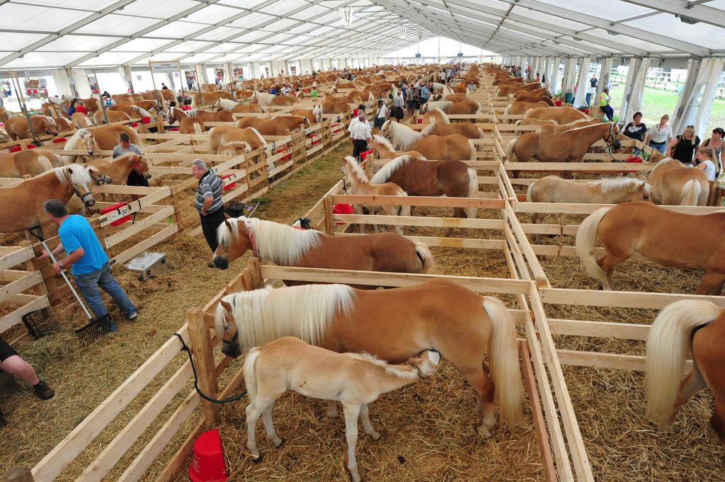 Haflinger World Exhibition – 29. – 01.06.2025