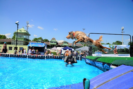 Vorschau Bild von Beim DogDiving können sich die Hunde nicht nur abkühlen sondern
auch schöne Preise gewinnen!