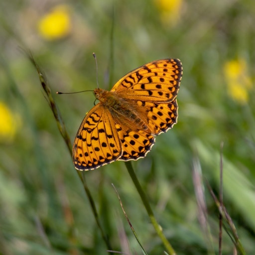 Vorschau Bild von Ein Schmetterling, der mit Hilfe der App "Schmetterlinge
Österreichs" dokumentiert worden ist.