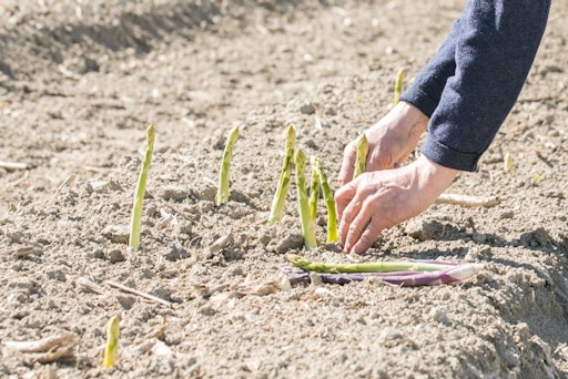 Seasonal pleasure with home asparagus in the gourmet business à la carte offer