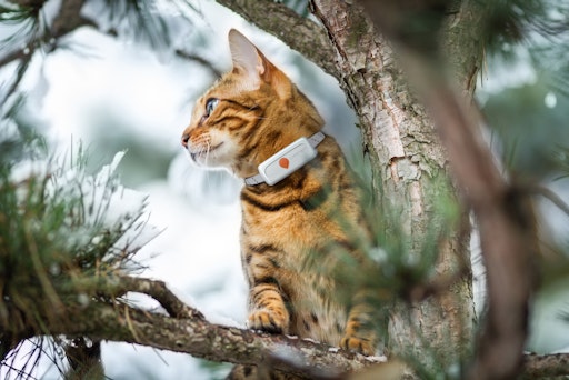  Neue Studie zeigt: Halsbänder mit GPS-Tracker sind kein Risiko -
sondern eine lebensrettende Hilfe für Freigänger-Katzen. // Weiterer
Text über ots und www.presseportal.de/nr/169617 / Die Verwendung
dieses Bildes für redaktionelle Zwecke ist unter Beachtung aller
mitgeteilten Nutzungsbedingungen zulässig und dann auch honorarfrei.
Veröffentlichung ausschließlich mit Bildrechte-Hinweis.