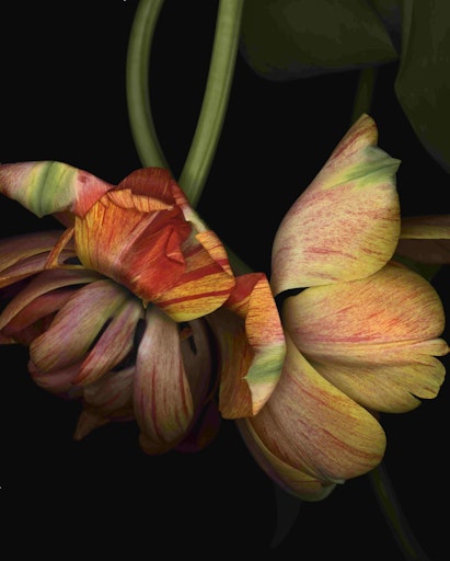  Hauptsujet "Flower Power" in der Landesgalerie Niederösterreich,
24.05.2025–15.02.2026