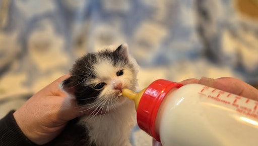  Fütterung der Katzenbabys