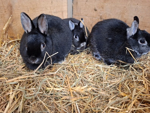  Abgegebene Kaninchen