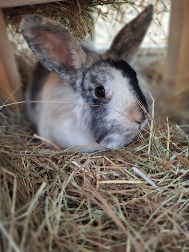 Vorschau Bild von Abgegebenes Kaninchen