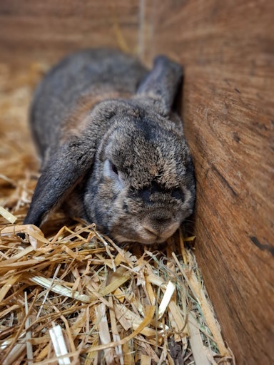 Vorschau Bild von Abgegebenes Kaninchen