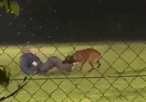  Hund muss sich in Menschen verbeißen