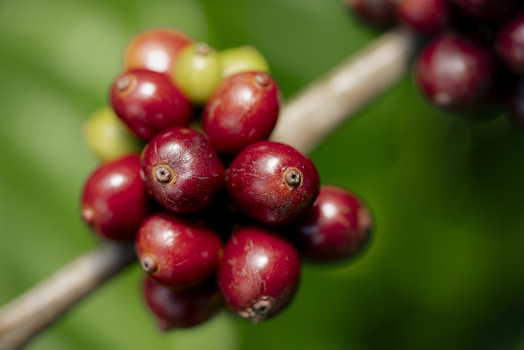 Nescafé exceeds the goal for regenerative agriculture 2025