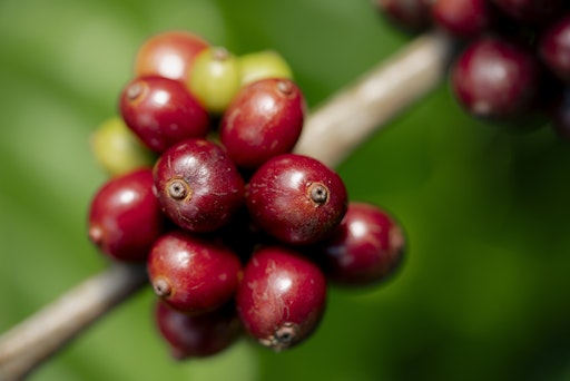  NESCAFÉ übertrifft Ziel für regenerative Landwirtschaft 2025