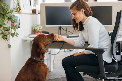 Vorschau Bild von „Die Möglichkeit, meine Hündin Luna mit ins Büro zu nehmen, trägt
für mich nicht nur zu einer entspannteren Work-Life-Balance bei,
sondern verdeutlicht auch, wie unser Unternehmen Vertrauen und
Verantwortung fördert. Zudem hat es eine positive Auswirkung auf
mein Arbeitsumfeld und führt zu mehr Bewegung im Alltag.“