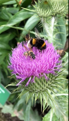 Wild- und Honigbiene vereint auf einer Distelblüte