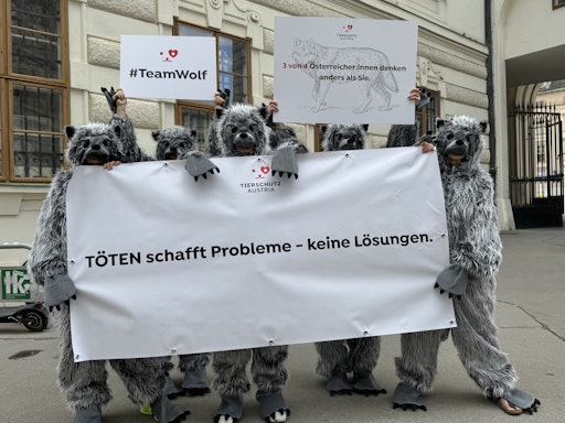 Animal welfare Austria sets signs against panic meters on the subject of wolf