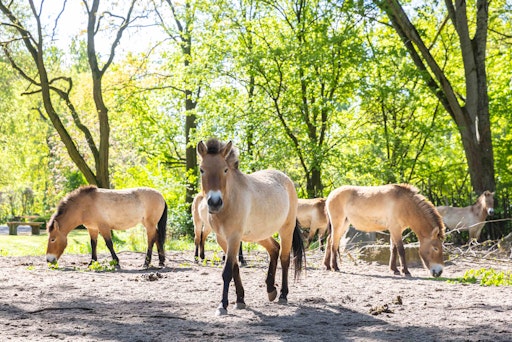 Das Przewalski-Pferd ist das letzte noch lebende Wildpferd. Seit
Ende der 1960er Jahre galt es als in der Natur ausgerottet. Seitdem
beteiligen sich zahlreiche der Zoos des Verbands der Zoologischen
Gärten aktiv an Projekten zur Wiederansiedlung. Aktuell sind
Przewalski-Pferde aus dem Tierpark Berlin nun endgültig in die
Steppe entlassen worden. Zuvor hatten sie zur "Eingewöhnung" ein
Jahr in einem Auswilderungsgehege in Kasachstan verbracht. //
Weiterer Text über ots und www.presseportal.de/nr/129318 / Die
Verwendung dieses Bildes für redaktionelle Zwecke ist unter
Beachtung aller mitgeteilten Nutzungsbedingungen zulässig und dann
auch honorarfrei. Veröffentlichung ausschließlich mit
Bildrechte-Hinweis.