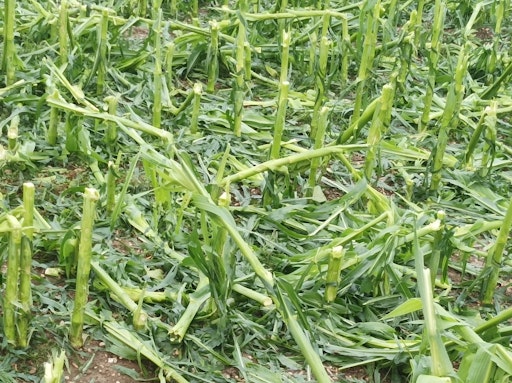 Vorschau Bild von Hagelschäden bei Mais in OÖ
