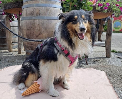  Collie aus dem Pinzgau