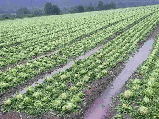 Vorschau Bild von Hagelschäden an Eissalat in Inzing