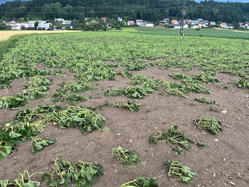 Vorschau Bild von Hagelschäden bei Kürbis in Ludersdorf