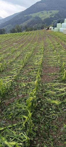 Vorschau Bild von Hagelschäden bei Mais in Fügenberg